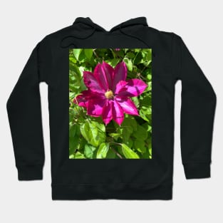 Purple iris in full bloom Hoodie